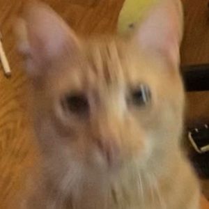 Meet your Posher, Yooni